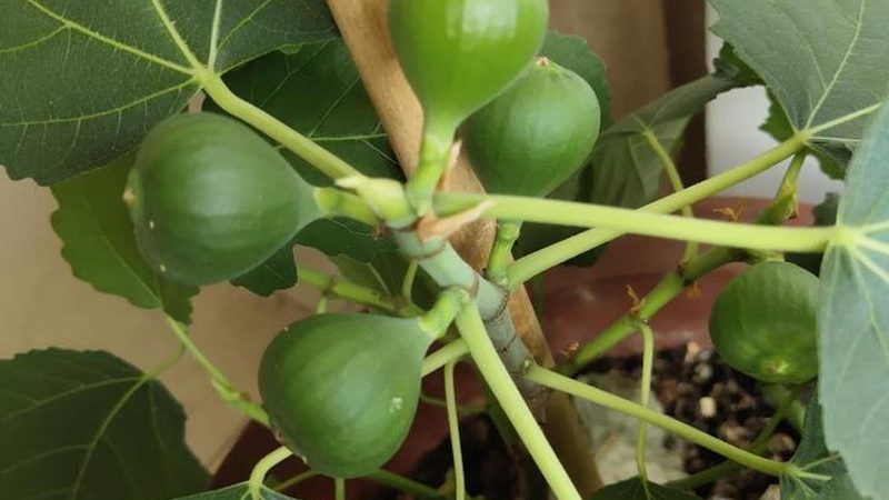 IT运维外包SLA响应时间：定义与重要性解析
